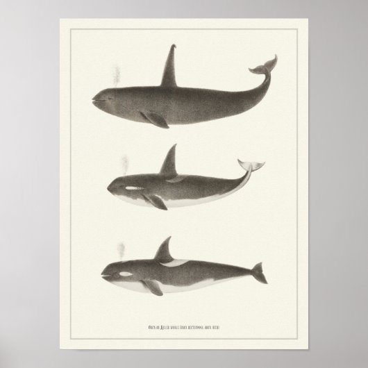 ヴィンテージクジラ – OrcaまたはKiller whale Poster ポスター (正面)