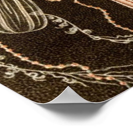 ヴィンテージクラゲアンティークゼリー魚イラストレーション ポスター (角)