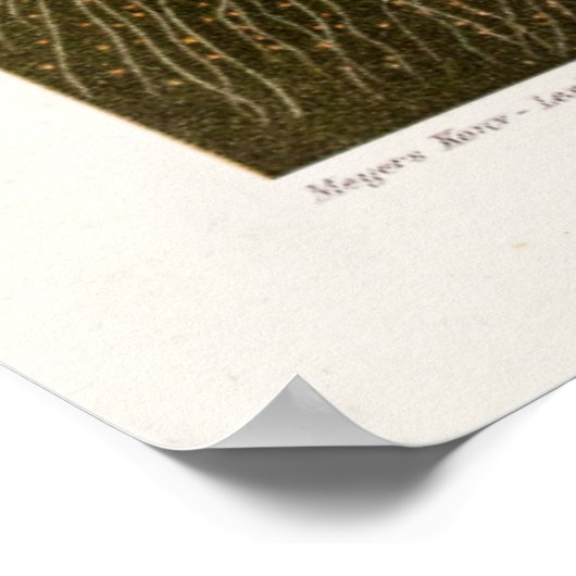 ヴィンテージクラゲイラストレーションアンティーククラゲ ポスター (角)