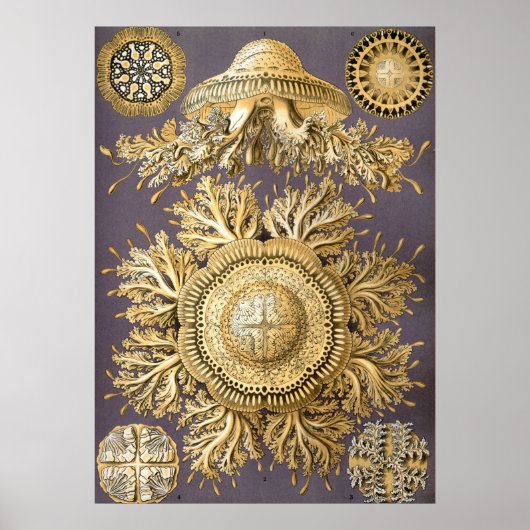 ヴィンテージクラゲイラストレーション ポスター (正面)