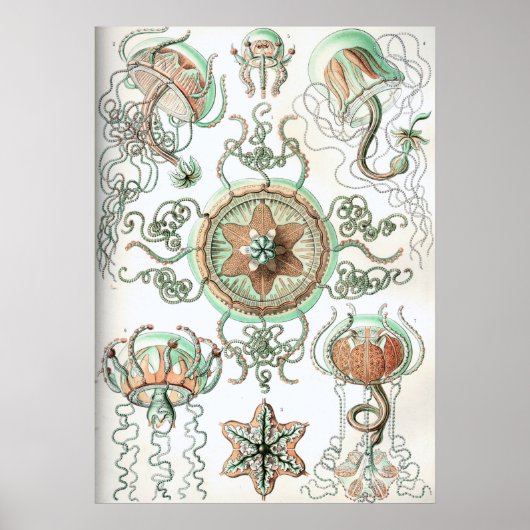 ヴィンテージクラゲイラストレーション ポスター (正面)