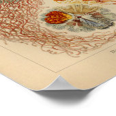 ヴィンテージクラゲカラーエルンストヘッケルプリント ポスター (角)