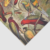 ヴィンテージクラシック熱帯鳥のパロットデコップページ 薄葉紙 (詳細)