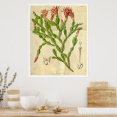 ヴィンテージクリスマスサボテンのポスター ポスター (キッチン)