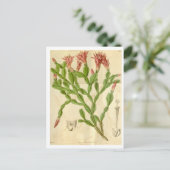 ヴィンテージクリスマスサボテン旅行はがき ポストカード (スタンド正面)