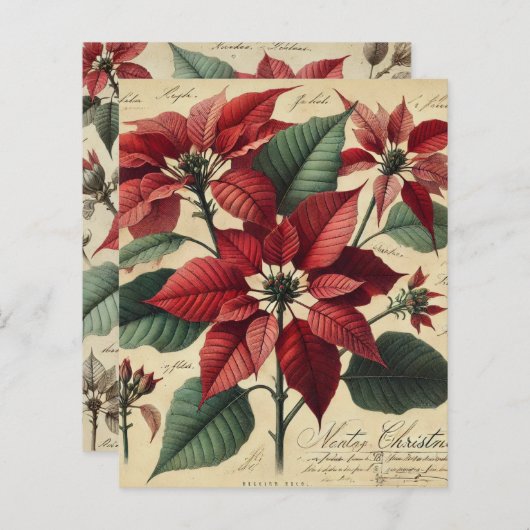 ヴィンテージクリスマスポインセチア植物解体書 (正面/裏面)