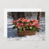 ヴィンテージクリスマスポインセティアス ポストカード (正面/裏面)
