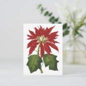 ヴィンテージクリスマス、レッドポインセチア冬の植物 シーズンポストカード (スタンド正面)