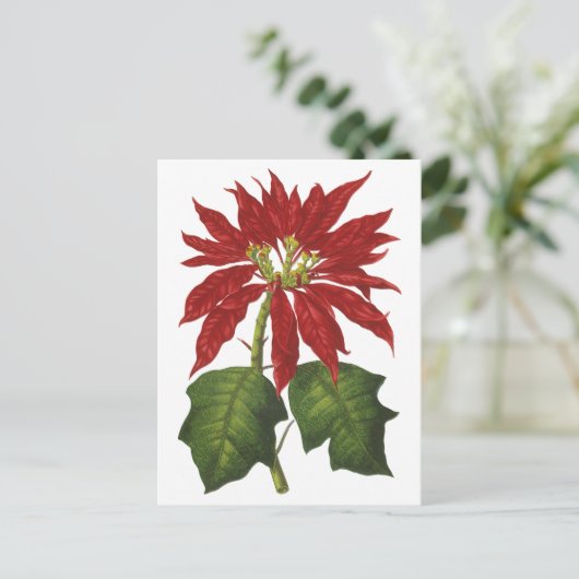 ヴィンテージクリスマス、レッドポインセチア冬の植物 シーズンポストカード (スタンド正面)