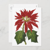 ヴィンテージクリスマス、レッドポインセチア冬の植物 シーズンポストカード (正面/裏面)