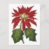 ヴィンテージクリスマス、レッドポインセチア冬の植物 シーズンポストカード (正面)