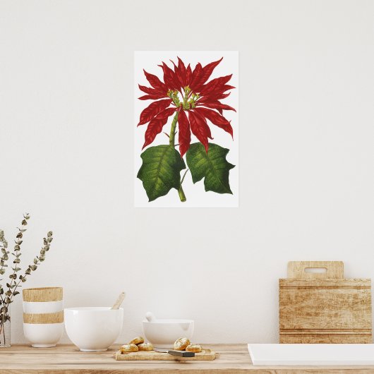 ヴィンテージクリスマス、レッドポインセチア冬の植物 ポスター (キッチン)
