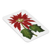 ヴィンテージクリスマス、レッドポインセチア冬の植物 マグネット (右側)
