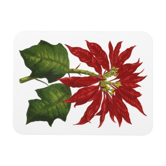 ヴィンテージクリスマス、レッドポインセチア冬の植物 マグネット (横)