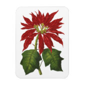 ヴィンテージクリスマス、レッドポインセチア冬の植物 マグネット (縦)
