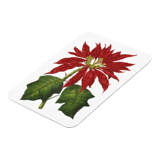ヴィンテージクリスマス、レッドポインセチア冬の植物 マグネット (左側)