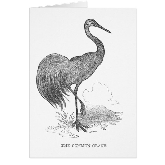 ヴィンテージクレーンバードペン及びインクスケッチ (正面)