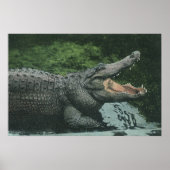 ヴィンテージクロコダイル爬虫類、海洋動物の生活 ポスター (正面)