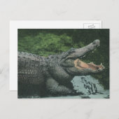 ヴィンテージクロコダイル爬虫類、海洋動物の生活 ポストカード (正面/裏面)