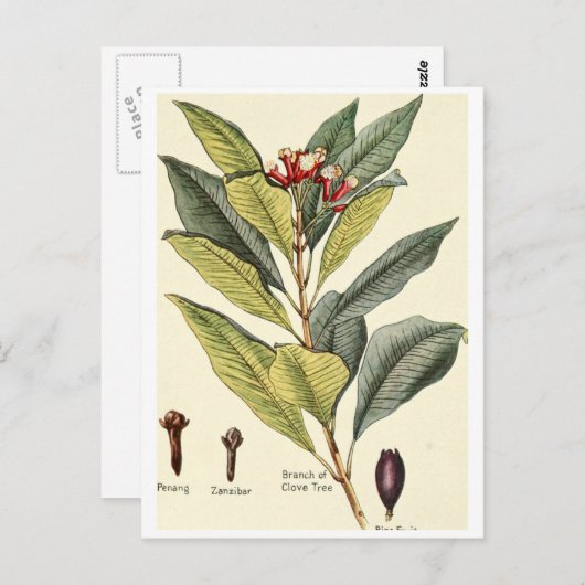 ヴィンテージクローブイラストレーションはがきレシピカード ポストカード (正面/裏面)