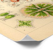 ヴィンテージグリーンカラーエルンストヘッケルプリントシーライフ ポスター (角)