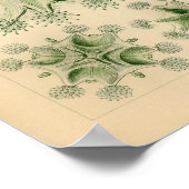 ヴィンテージグリーンカラーエルンストヘッケルプリント ポスター (角)