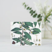 ヴィンテージグリーンティーボタニカルプリント ポストカード (スタンド正面)