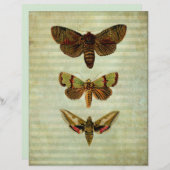 ヴィンテージグリーンモススクラップブック紙 (正面/裏面)