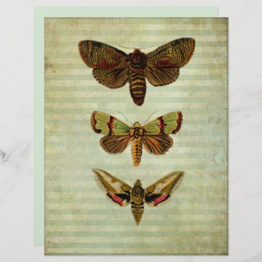 ヴィンテージグリーンモススクラップブック紙 (正面/裏面)