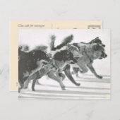 ヴィンテージグリーンランド、雪の中の犬チーム ポストカード (正面/裏面)