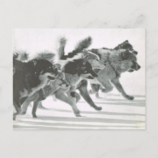 ヴィンテージグリーンランド、雪の中の犬チーム ポストカード (正面)
