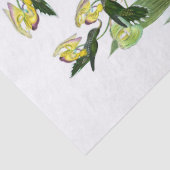 ヴィンテージグリーン鎌状赤血球鳥デクページ 薄葉紙 (詳細)