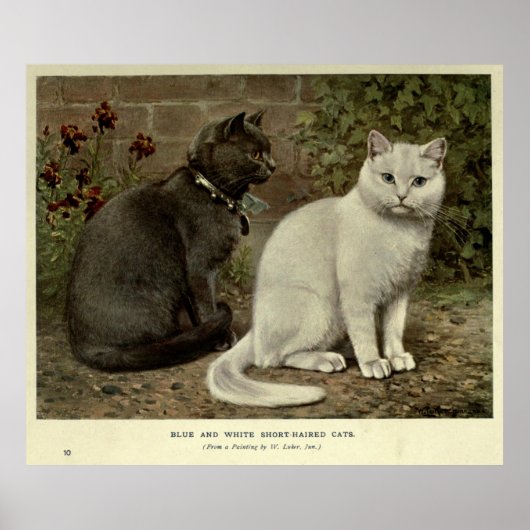 ヴィンテージグレーと白の短毛の猫絵画の ポスター (正面)