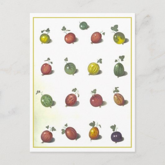 ヴィンテージグースベリー葉書 ポストカード (正面)