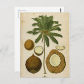 ヴィンテージココナッツパームトラベルポストカード ポストカード (正面/裏面)