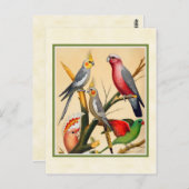 ヴィンテージコッカティエル ポストカード (正面/裏面)