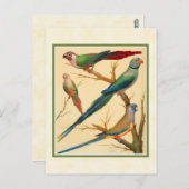 ヴィンテージコヌアとパラキーツ ポストカード (正面/裏面)