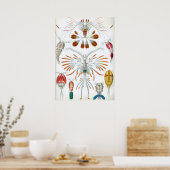 ヴィンテージコペポダ海動物バイエルンスト・ヘイケル ポスター (キッチン)