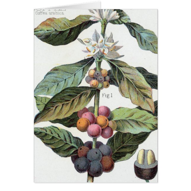 ヴィンテージコーヒー豆のアートワーク (正面)