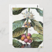 ヴィンテージコーヒー豆のアートワーク ポストカード (正面/裏面)