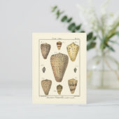 ヴィンテージコーンシェル ポストカード (スタンド正面)