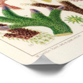 ヴィンテージコ素晴らしラルバリアリーフフィッシュ14 ポスター (角)