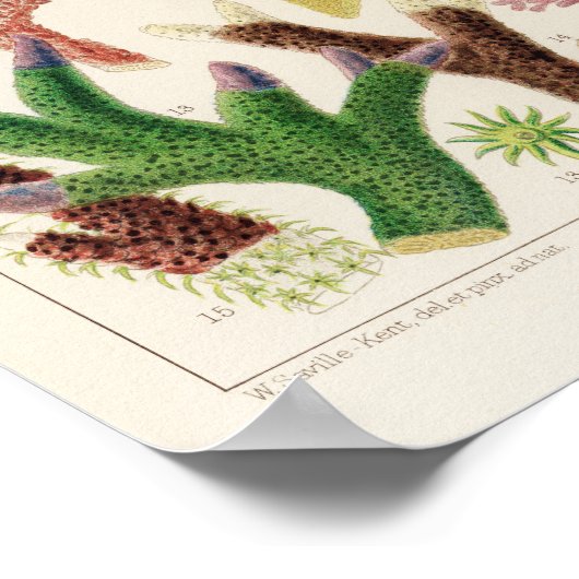 ヴィンテージコ素晴らしラルバリアリーフフィッシュ14 ポスター (角)