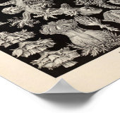 ヴィンテージゴルゴニダカラーエルンストヘッケルアートプリント ポスター (角)