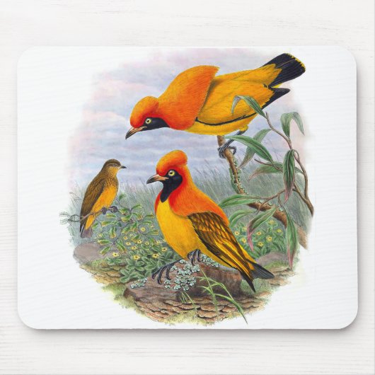 ヴィンテージゴールデンバードオブパラダイス – マウスパッド (正面)