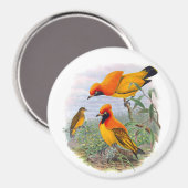 ヴィンテージゴールデンバードオブパラダイス マグネット (正面/裏面)