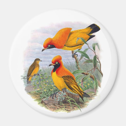 ヴィンテージゴールデンバードオブパラダイス マグネット (正面)