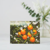 ヴィンテージゴールデンフロリダオレンジ旅行はがき ポストカード (スタンド正面)