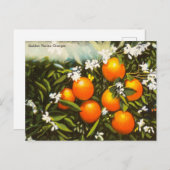 ヴィンテージゴールデンフロリダオレンジ旅行はがき ポストカード (正面/裏面)