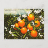 ヴィンテージゴールデンフロリダオレンジ旅行はがき ポストカード (正面)